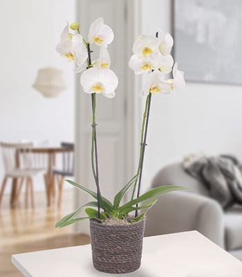 White Orchid Plant in Seagrass Basket