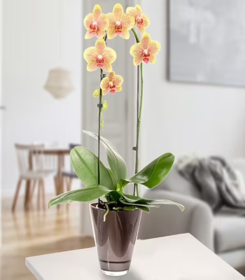 Yellow Orchid Plant In Green Pot With Yellow Blossoms