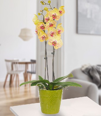 Yellow Orchid Plant In Green Pot With Yellow Blossoms