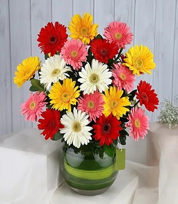 Gerbera Daisy Bouquet - FREE Vase