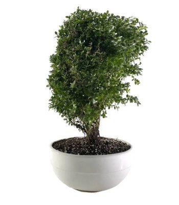 Bonsai Plant