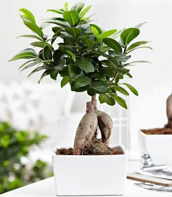 Ficus Ginseng Bonsai Plant