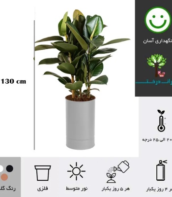 Ficus Plant