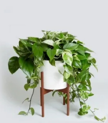 Indoor Plant