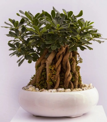 Japanese Clove Bonsai Plant