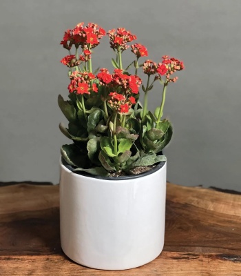 Kalanchoe Plant