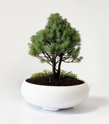 Konica Pine Bonsai Plant