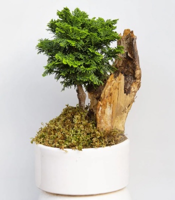 Nana Pine Bonsai Plant