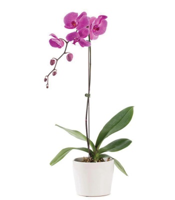 Orchid Plant