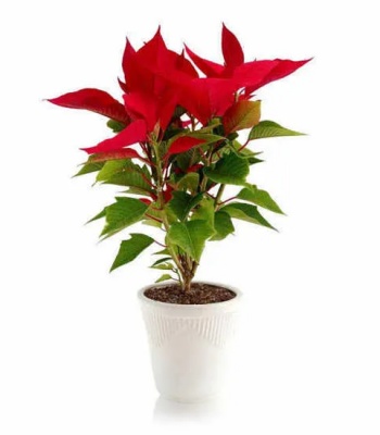 Red Flowering Plant