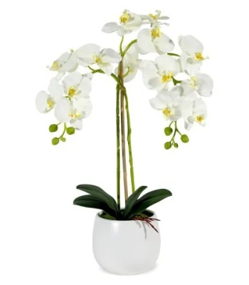 White Orchid Plant