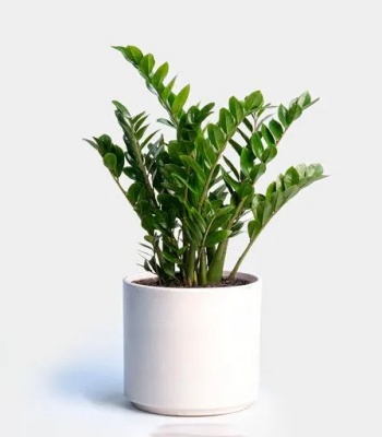 Zamophilia Plant