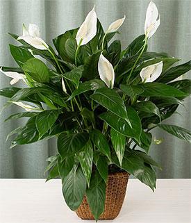 Spathiphyllum Plant