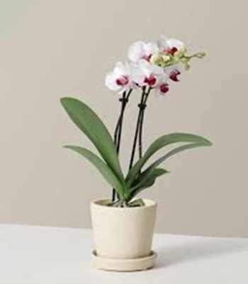 Phalaenopsis Orchid Plant in Pot
