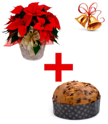 Christmas Poinsettia And Panettone