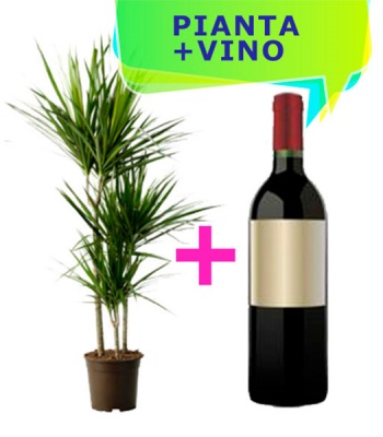 Green Plants And Red Wine