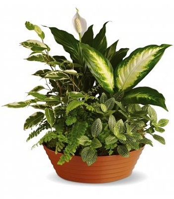 Green Plants In Bowl