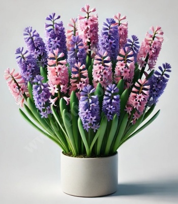 Hyacinth Plant