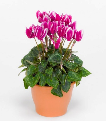 Pink Cyclamen Plant