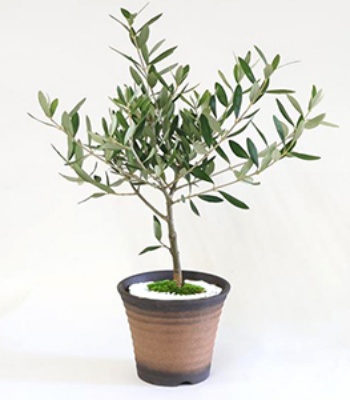 Bonsai Olive Plant