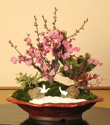 Bonsai "Pine&Bamboo&Plum" Plant�