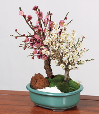 Bonsai "Red And White Plums" Plant