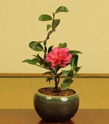 Camellia sasanqua Bonsai Plant