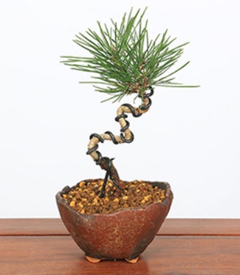 Japanese Pine- Kuromatsu Bonsai