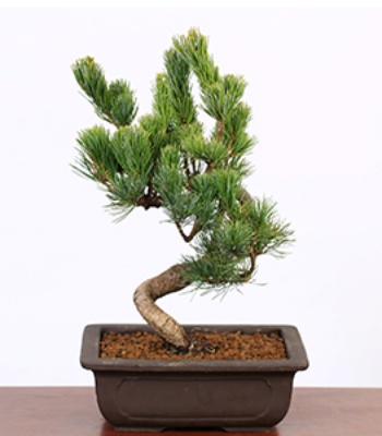 Japanese white pine Bonsai Plant