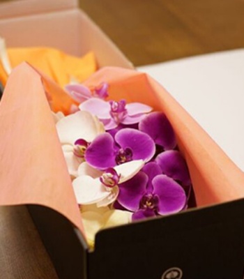 phalaenopsis orchid Bouquet