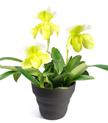 Yellow Orchids