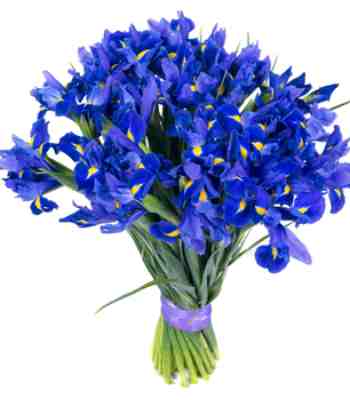 25 Blue Irises Bouquet