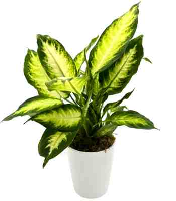 Dieffenbachia Plant