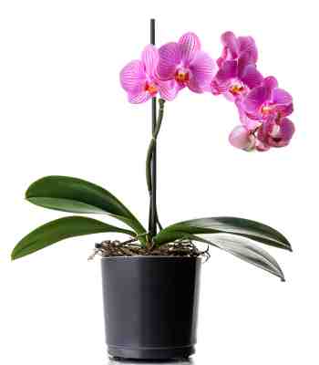 Pink Orchid Plant