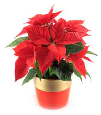 Poinsettia Plant