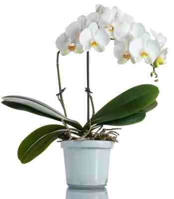 White Orchid Plant