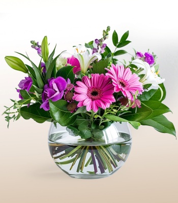 Fuchsia Gerbera in a vase