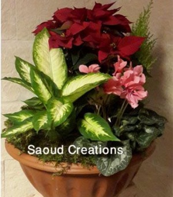 Christmas Plants Arrangement