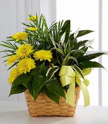 Basket of Indoor Plants