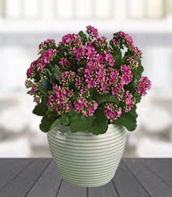 Flowering Plant In Pot