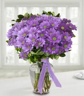 Fresh Purple Daisies Vase Arrangement