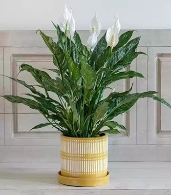 Green Peace Lily Plant