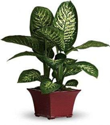 Indoor Dieffenbachia Plant