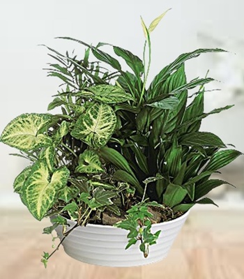Assorted Green Indoor Plants