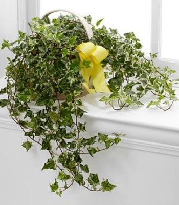 New Home Indoor Plant