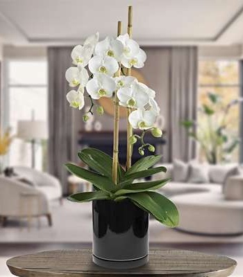 Orchid Plant