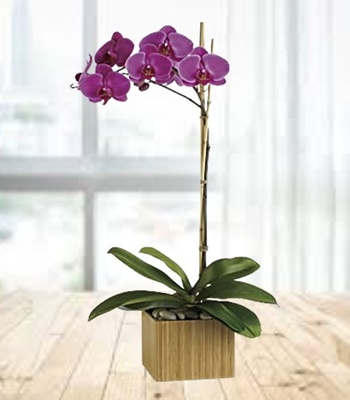 Phanelopsis Orchid Plant Single Stem