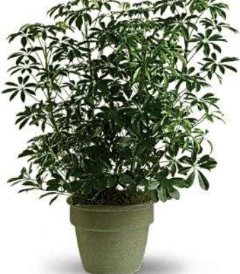 Popular Houseplant