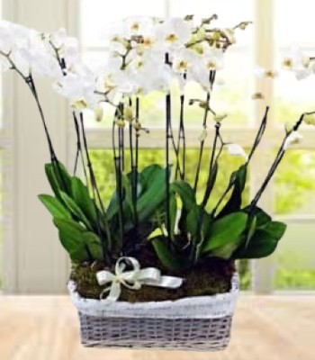 White Phalaenopsis Plant in Basket