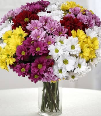 Gerbera Daisy Flowers - Assorted Daisy Bouquet